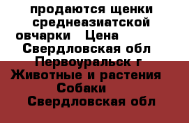 продаются щенки среднеазиатской овчарки › Цена ­ 4 000 - Свердловская обл., Первоуральск г. Животные и растения » Собаки   . Свердловская обл.